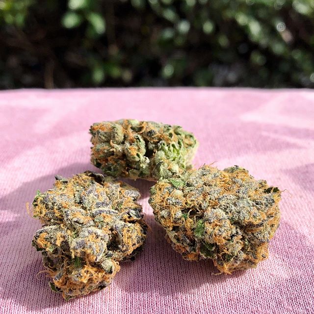 Canopy Health and Wellness Website