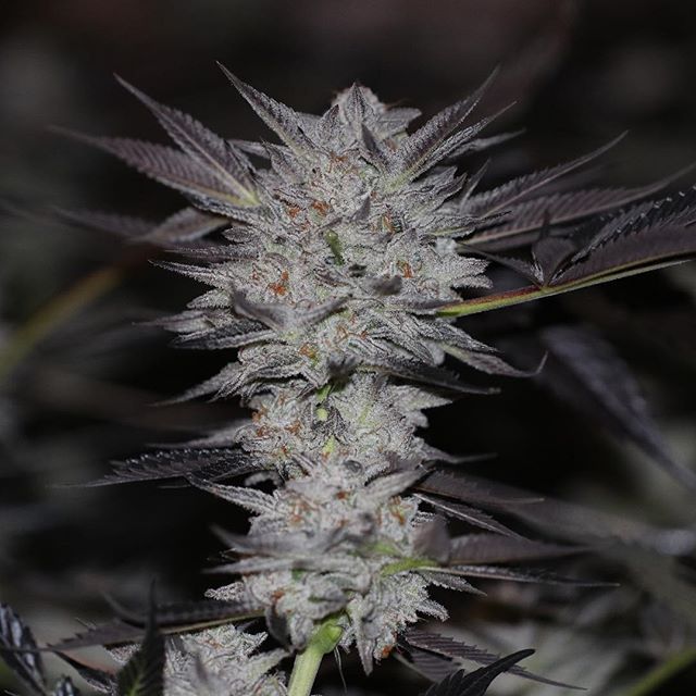 Grass Monkey Cannabis Company Website