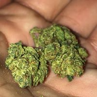 LoudPack Farms Website