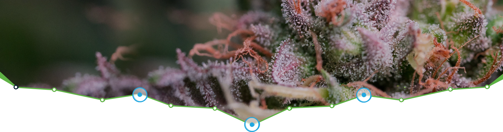 PurLife - Montgomery Website