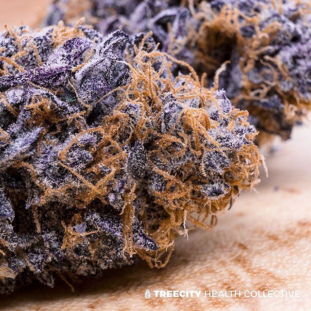 Treecity Health Collective Website