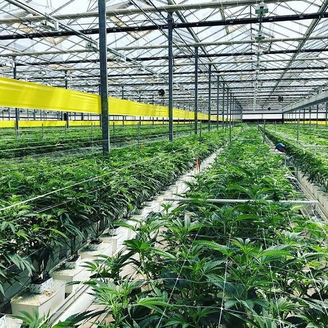 Sunday Goods Delivery - Phoenix Website