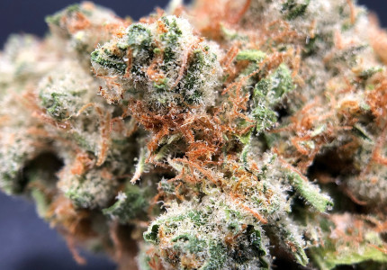 PurLife - Montgomery Website