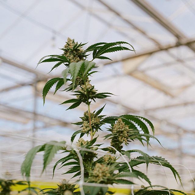 Sunday Goods Delivery - Phoenix Website