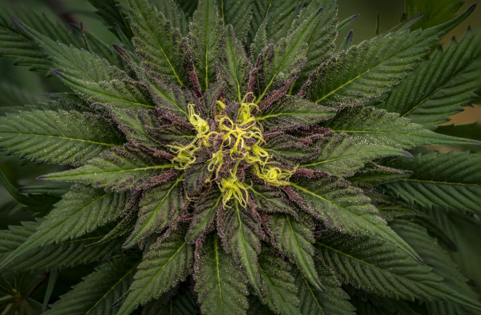 Plantae Madras Website