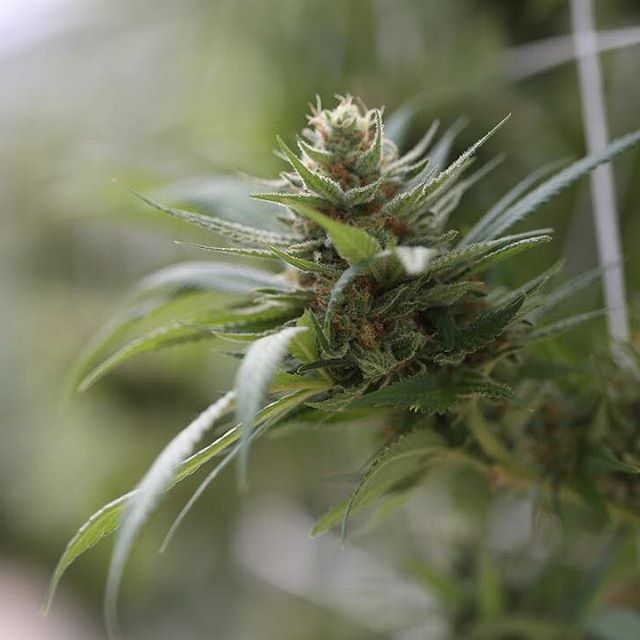 Green Pharms Dispensary Flagstaff Website