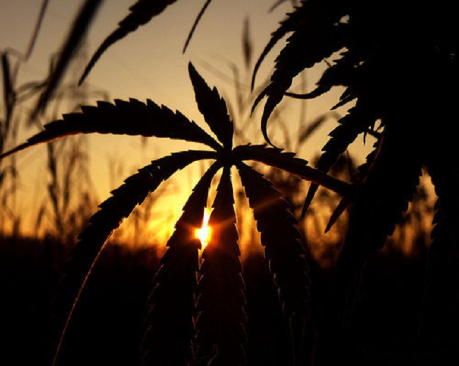 Locals Canna House - Spokane Valley Website