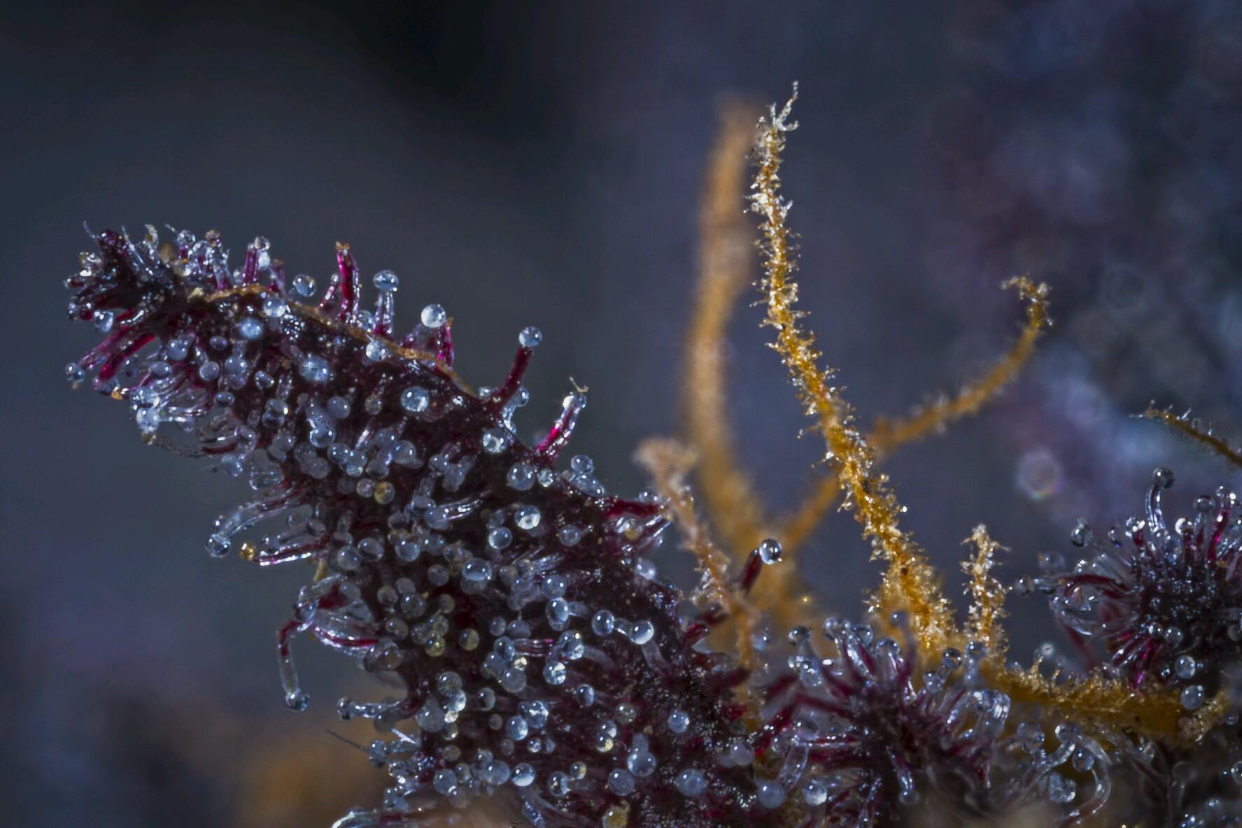 Plantae Madras Website