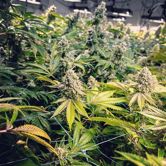 Cinder - Downtown Spokane Website