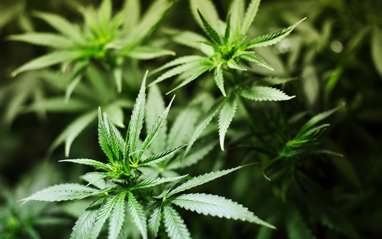 KushMart - Everett Website