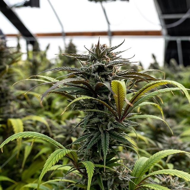 Cinder - Downtown Spokane Website