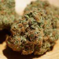 Diego Pellicer - South Denver Website