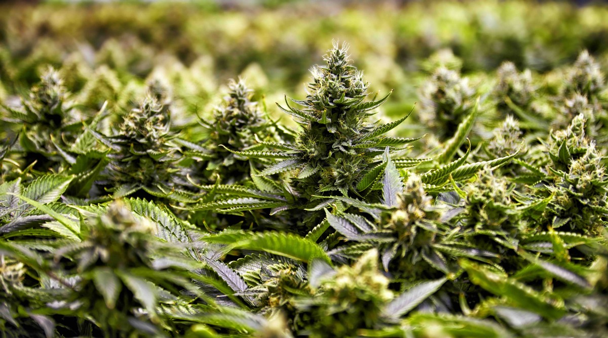 Medicine Man - Thornton Website