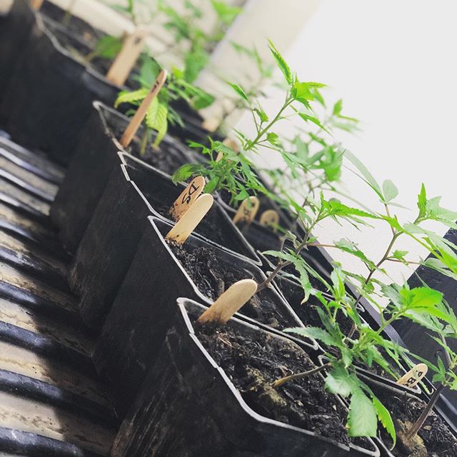 Stone Age Farmacy - Beaverton Website