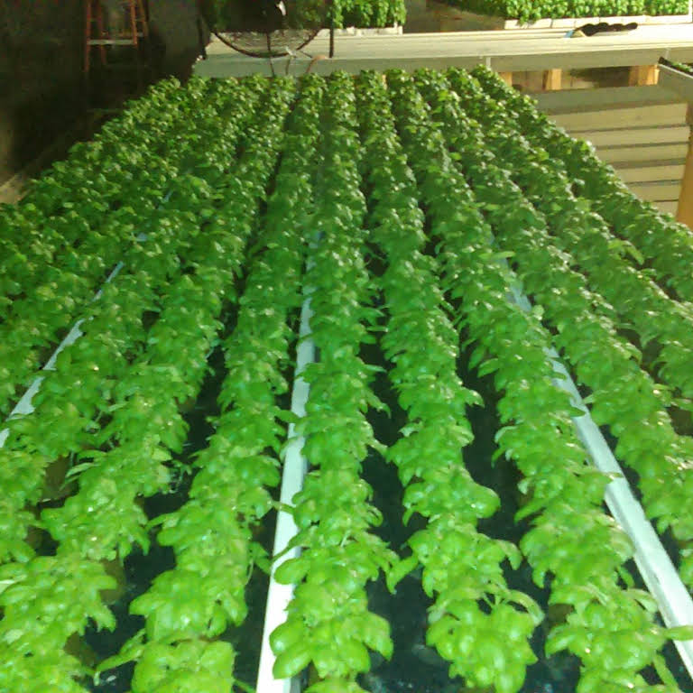 Hydroponic Consultancy Website