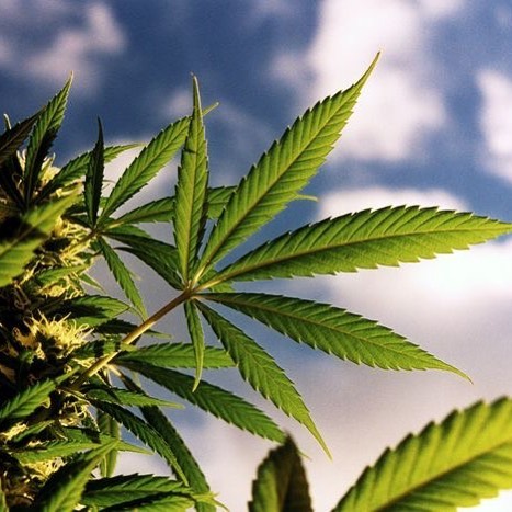 MMJDoctorOnline.com - Hayward Website