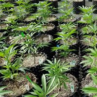 Ultra Health Albuquerque - Nob Hill Birdland Website