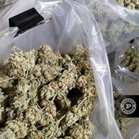 Pioneer Nuggets Website