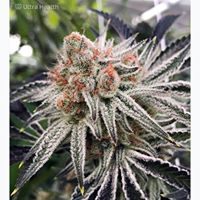 Ultra Health Albuquerque - Nob Hill Birdland Website