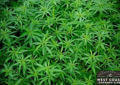 West Coast Cannabis Club - Palm Desert Website