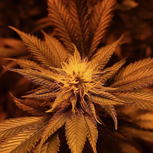 Green Pharms Dispensary Mesa Website