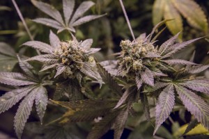 Trill Alternatives - MEDICAL Website