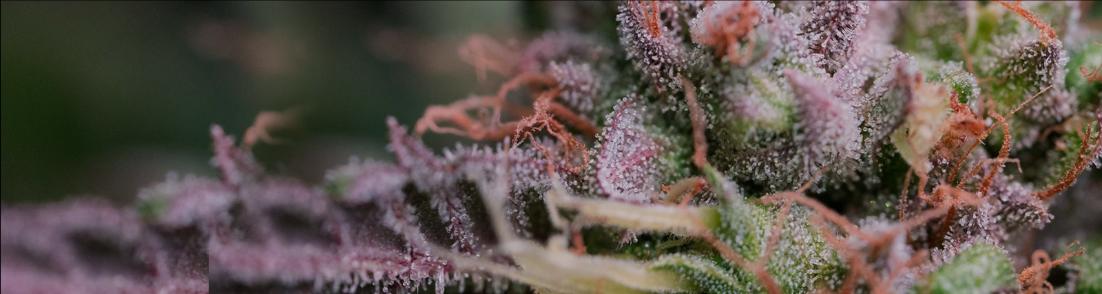 PurLife - Montgomery Website