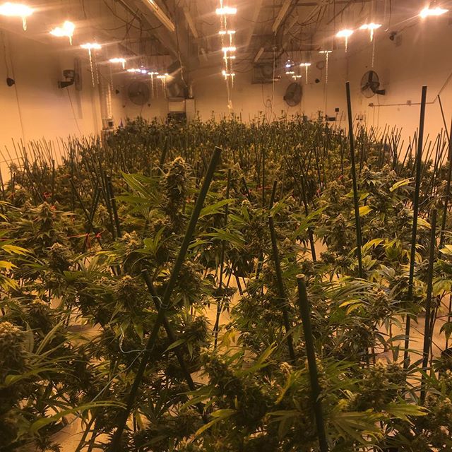 Sacred Seed Medical Dispensary Website