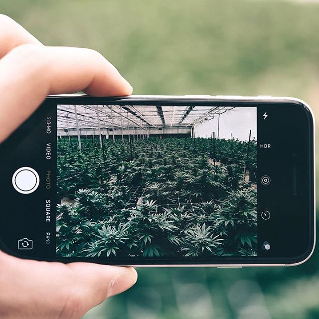 Strawberry Fields Colorado Springs Website