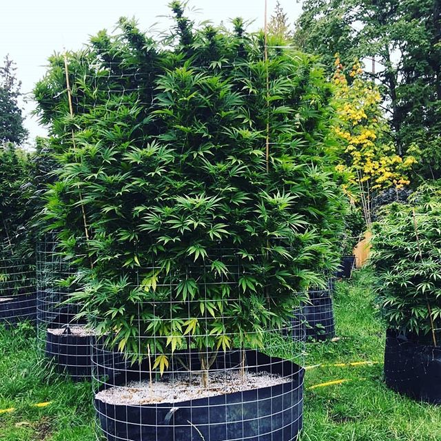 Better Life Doctors Website