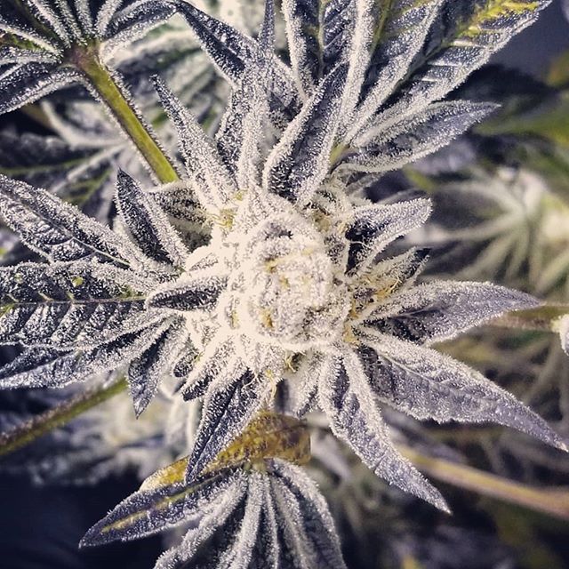 Desert Bloom Releaf Center Website