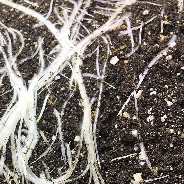 Lovelight Medicinals Website