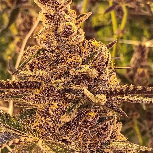 Spark1 - Missoula Website