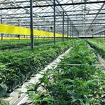 Sunday Goods Delivery - Phoenix Website