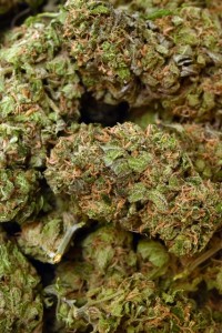 Pure Medical 2 Website