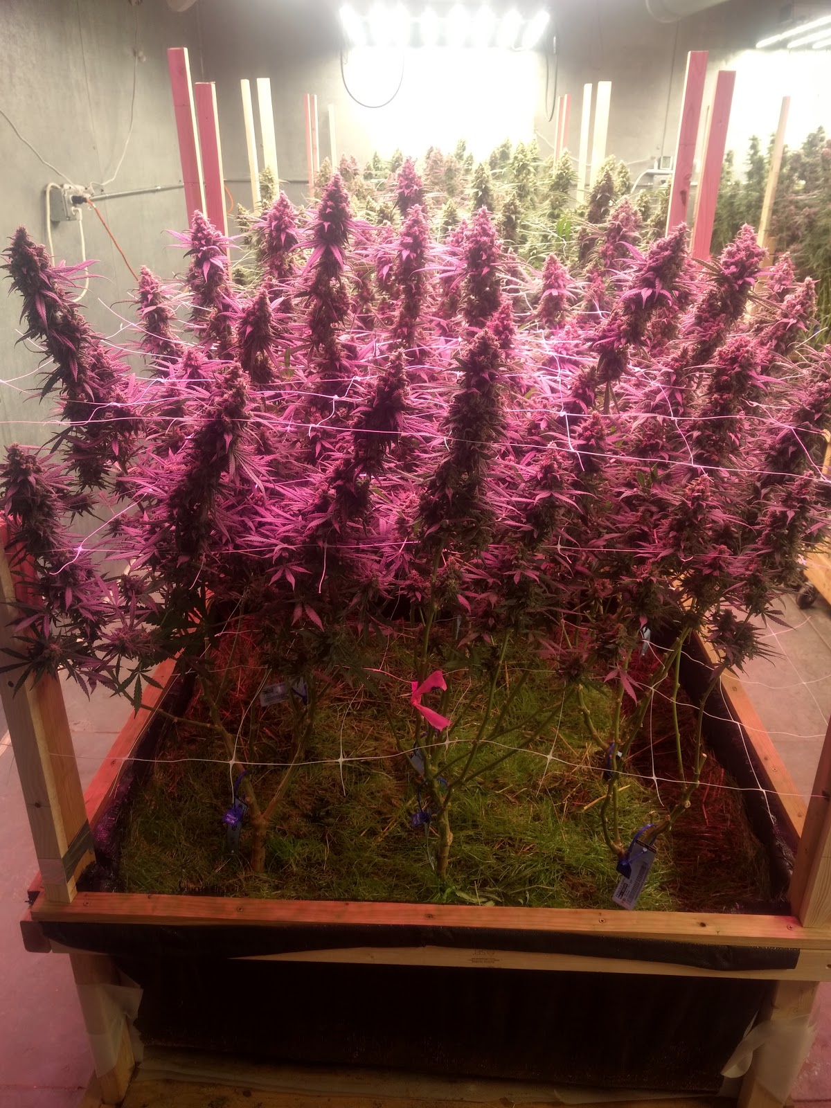 Pakalolo Supply Co. Website