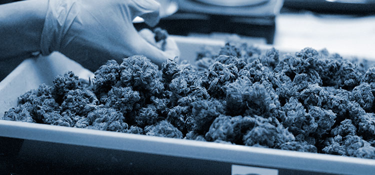 NuggMD.com (100% Online) Website