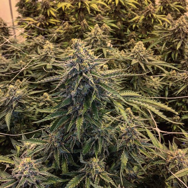 Spark1 - Missoula Website