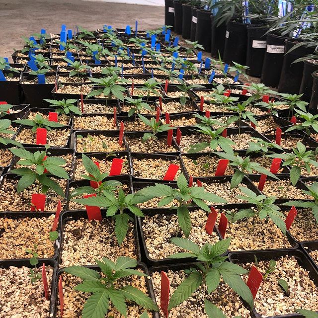 1:11 Dispensary Website