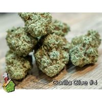HOD Medical Marijuana Certification Center Website