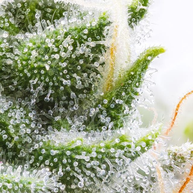 Health for Life Ellsworth Website