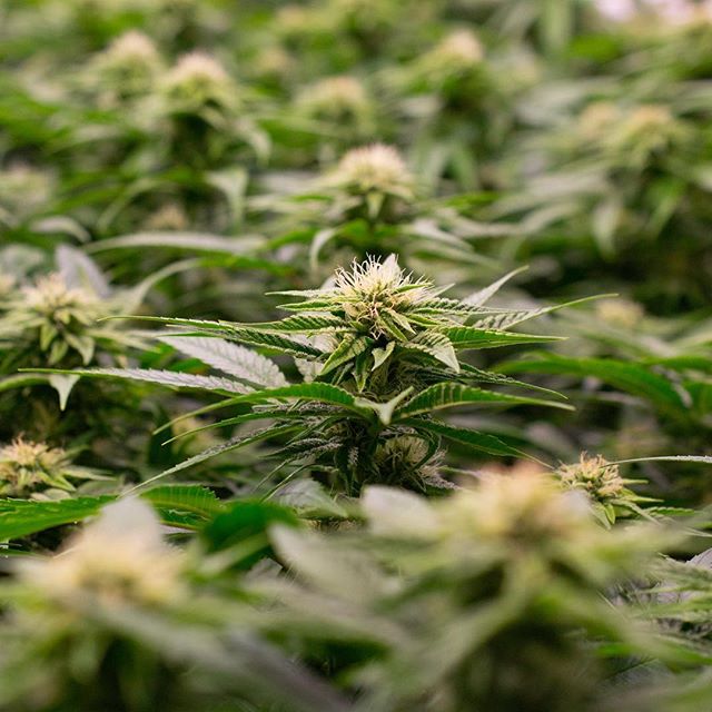 Central Ave Compassionate Care Website