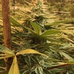 Ascend - Denver Website