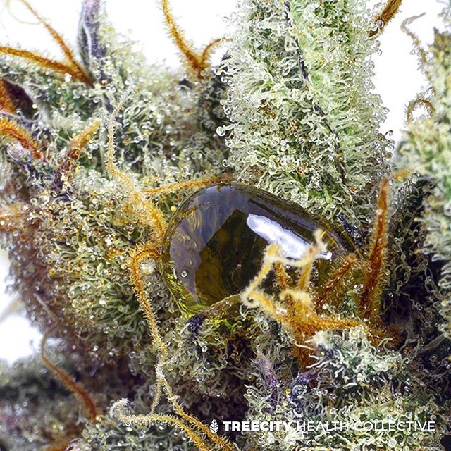 Treecity Health Collective Website