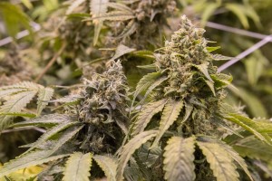 Trill Alternatives - MEDICAL Website