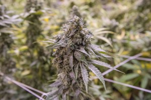 Trill Alternatives - MEDICAL Website