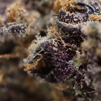 Diego Pellicer - South Denver Website