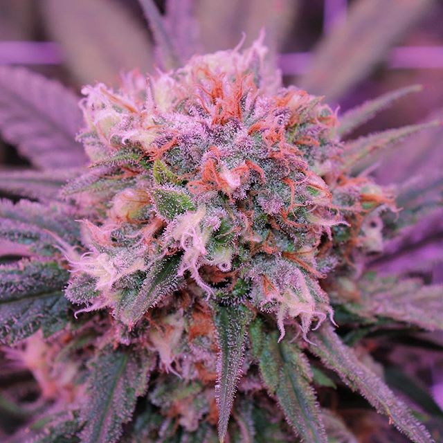 Revolutionary Clinics - Fresh Pond Website