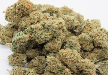 Selmer Farms Website