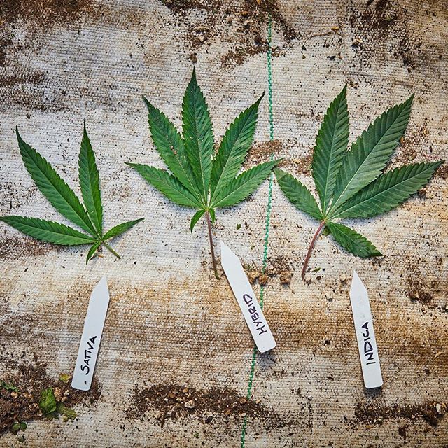 Chalice Farms PDX Airport Website